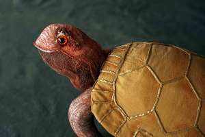 Einzelbild_Schildkroete.jpg